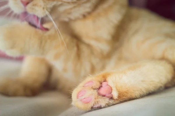 Rote Katze wäscht sich. Pfoten — Stockfoto