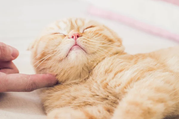 Rode kat en een menselijke hand. Geliefd en gelukkig — Stockfoto