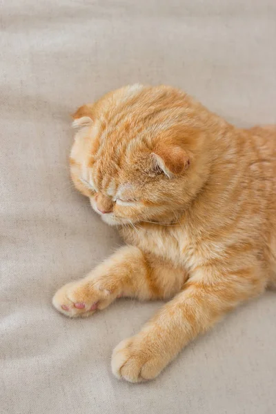 Gatto rosso dorme tranquillamente — Foto Stock