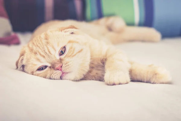 Кошка лежит скучно на диване — стоковое фото