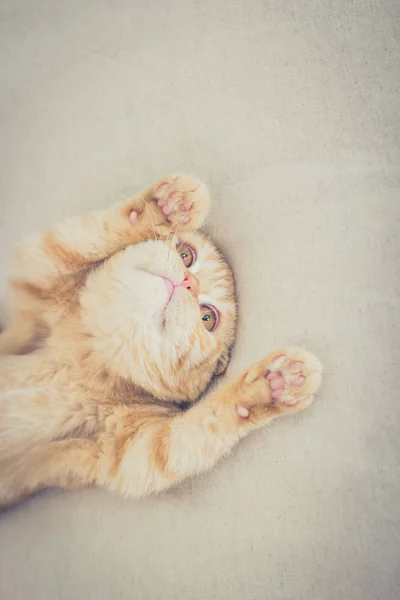 Kat met haar pootjes omhoog — Stockfoto