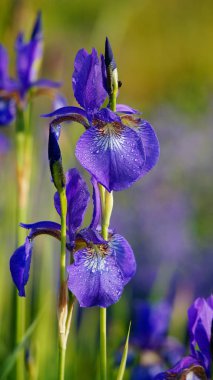 iris; bahçede fleur-de-lis çiçek