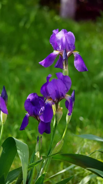 アイリス 庭のフルール リスの花 — ストック写真