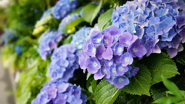 Hortensienblüte Selektiver Fokus — Stockfoto