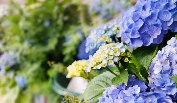 Hortensia Fleur Selectie Focus — Photo