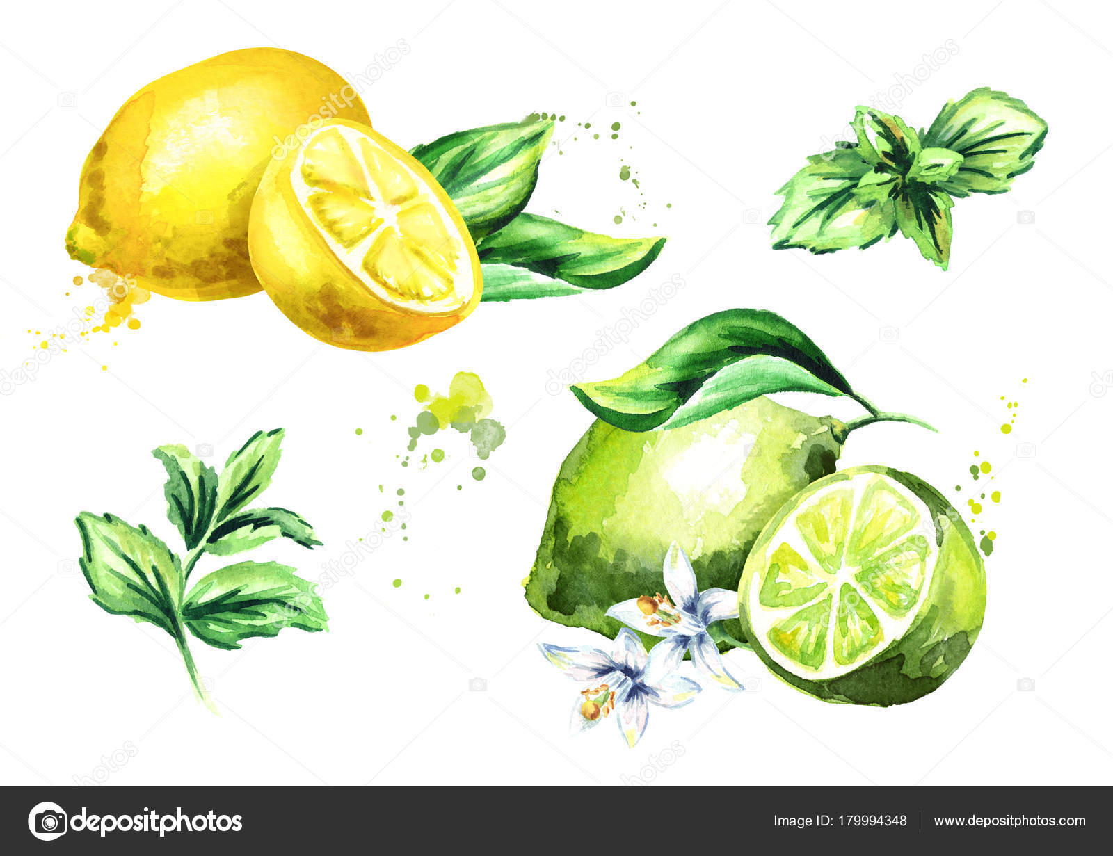無料の動物画像 綺麗な水彩 レモン イラスト フリー
