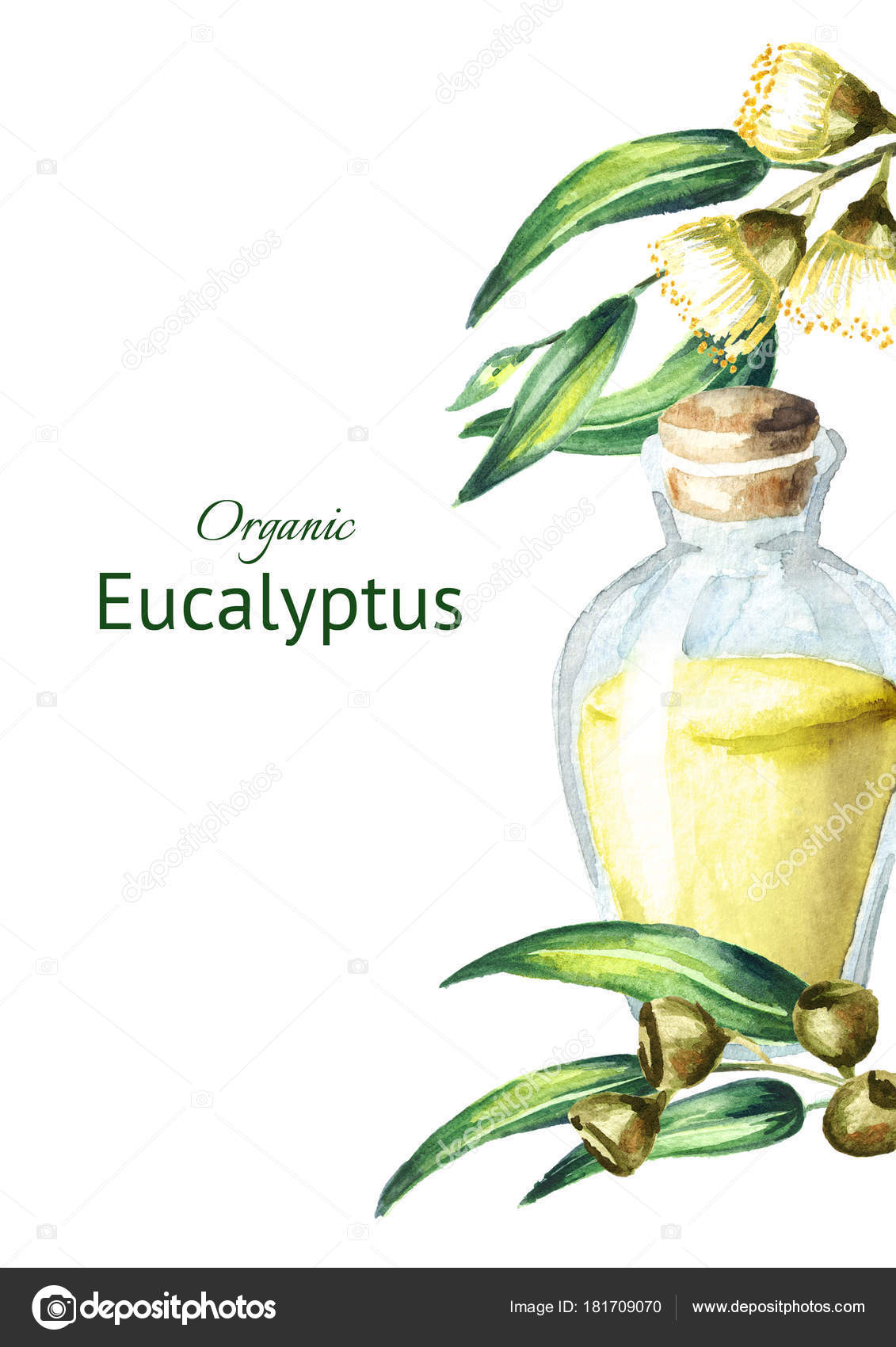 Okaliptüs Yağı Nedir Nasıl Kullanılır Okaliptüs Yağı Nedir Nasıl Kullanılır