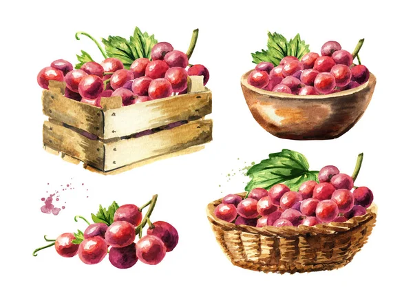 Red grape harvest set. Hand drawn watercolor horizontal  illustration  isolated on white background