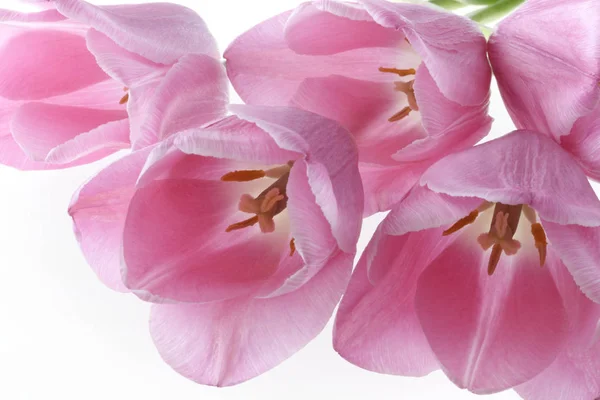 Tulipanes rosados pálidos aislados sobre fondo blanco. Fondo floral —  Fotos de Stock