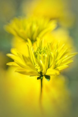 Sarı çiçek yakın plan.