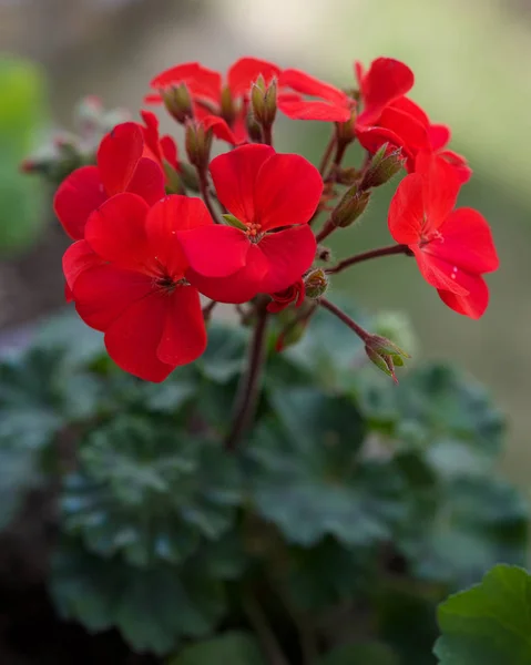 Rote Geranien in Großaufnahme — Stockfoto