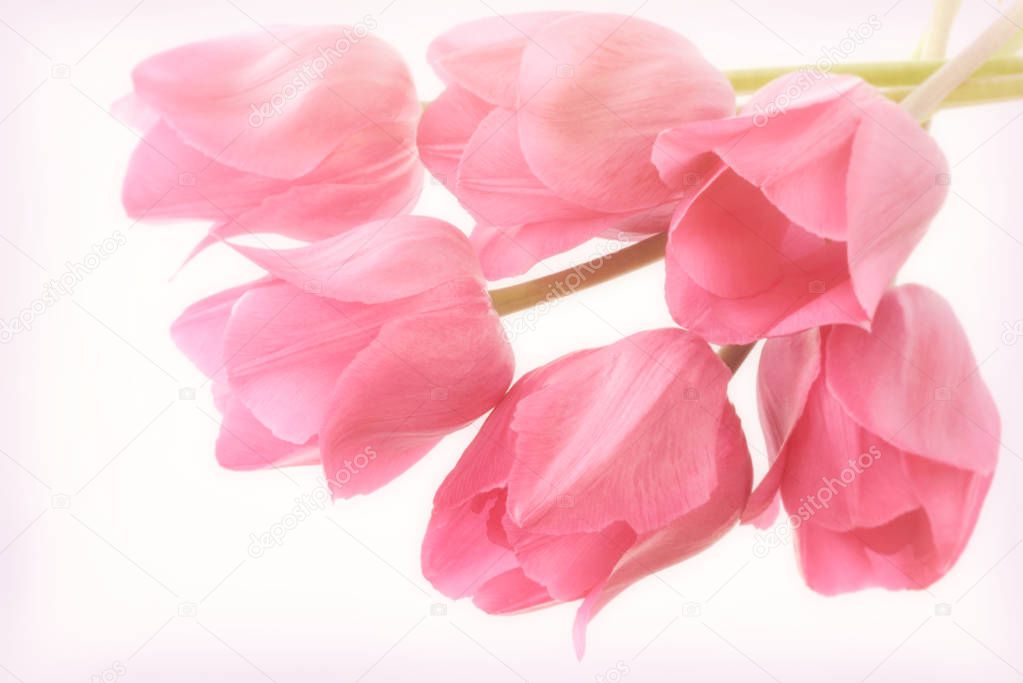 Floral background with pink tulips