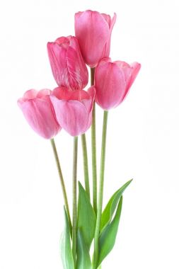  Beyaz arka planda izole edilmiş lale buketi