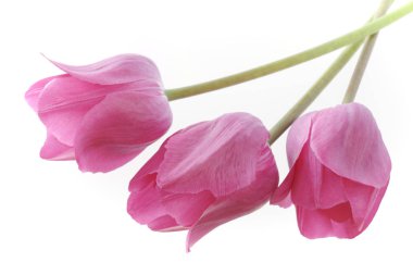 Beyaz arka plan üzerinde izole mor pembe laleler