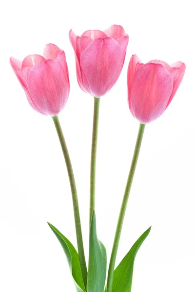 Ramo Tulipanes Rosados Aislados Sobre Fondo Blanco —  Fotos de Stock