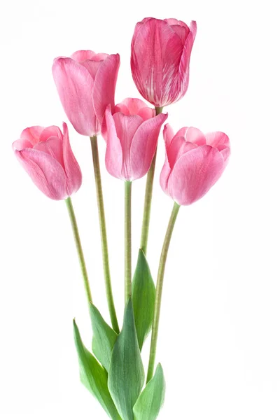 Ramo Tulipanes Rosados Aislados Sobre Fondo Blanco —  Fotos de Stock