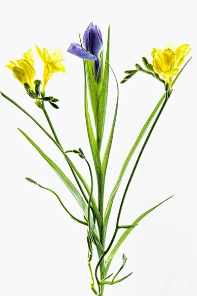 Flor Iris Azul Freesia Amarilla Aisladas Sobre Fondo Blanco —  Fotos de Stock