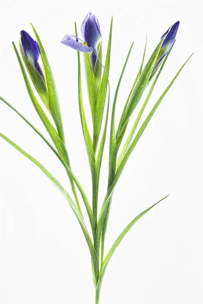 Flores Iris Azul Aisladas Sobre Fondo Blanco —  Fotos de Stock