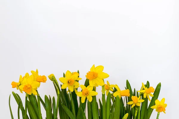 Narcisos amarillos de primavera aislados sobre el fondo blanco —  Fotos de Stock