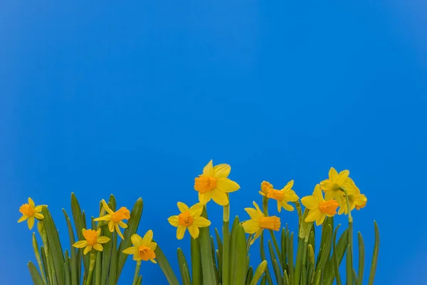 Narcisos amarillos de primavera aislados sobre el fondo azul —  Fotos de Stock