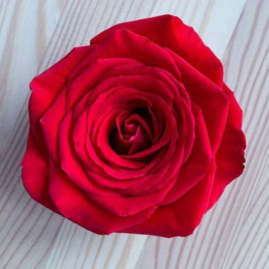 Ahşap arka plan üzerine yerleştirilen kırmızı gül çiçek