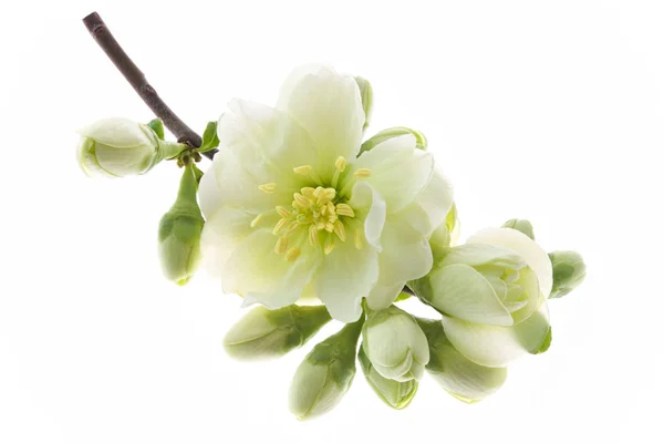 Flor blanca de cerca aislada sobre fondo blanco. japonés qui —  Fotos de Stock