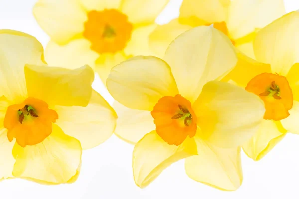 Narcisos aislados sobre el fondo blanco. Fondo floral tr —  Fotos de Stock