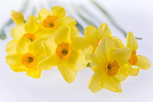 Narcisos aislados sobre el fondo blanco. Fondo floral —  Fotos de Stock