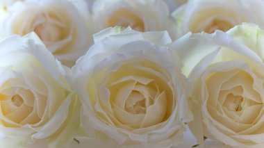 Beyaz gül çiçek çiçekleri arka plan 