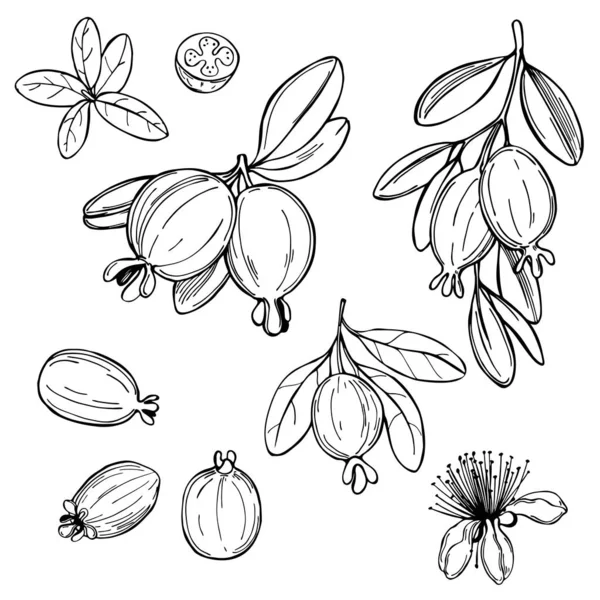 Handgezeichnete Feijoa-Pflanze. Feijoa Früchte mit Blättern. Vektorskizze — Stockvektor