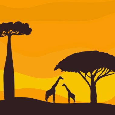 Sunset in the savannah. Silhouette of giraffes and trees. 