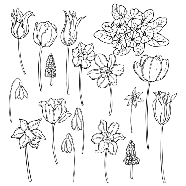 Ručně kreslené jarní květiny. Vektorová ilustrace. — Stockový vektor