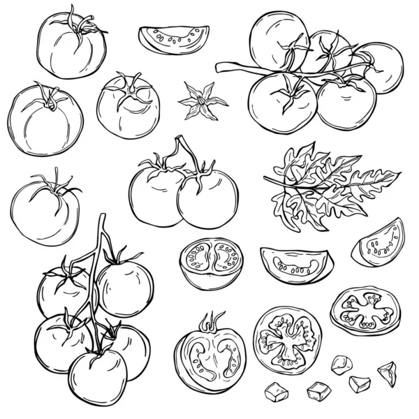 Tomatoes Hand Drawn Vegetables White Background Vector Sketch Illustration — Stock Vector