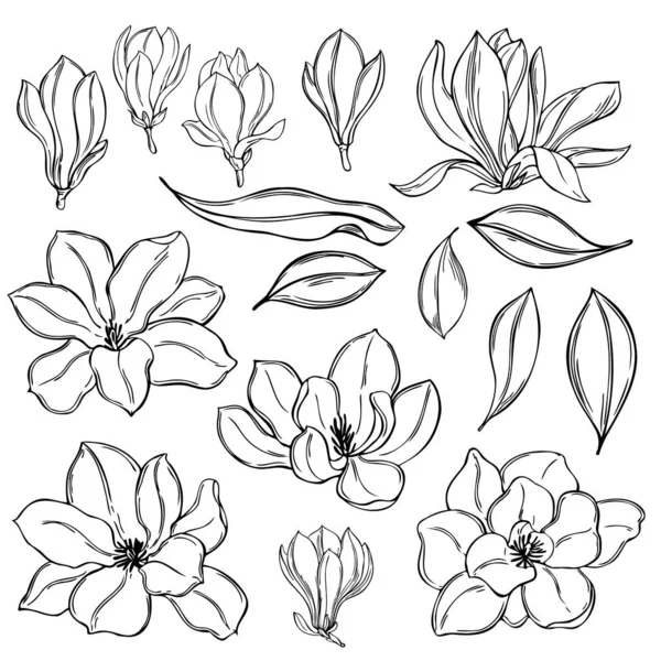 Met Hand Getekende Magnolia Bloemen Witte Achtergrond Vector Schets Illustratie — Stockvector