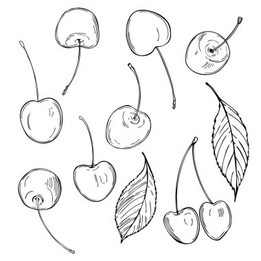 Beyaz arka planda el çizimi kiraz. Vektör çizimi çizimi.