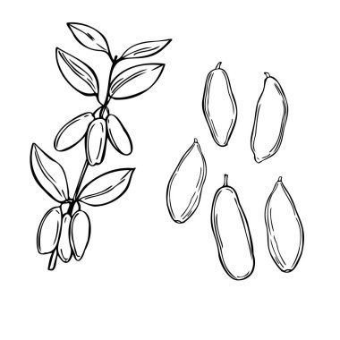 El yapımı dut. Beyaz arka planda hanımeli uçur. Vektör çizimi çizimi