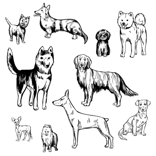 Perros Tirados Mano Dibujo Vectorial Ilustración — Vector de stock