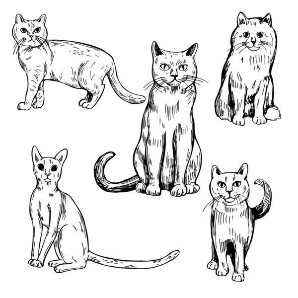 Ręcznie Rysowane Koty Ilustracja Szkicu Wektora — Wektor stockowy