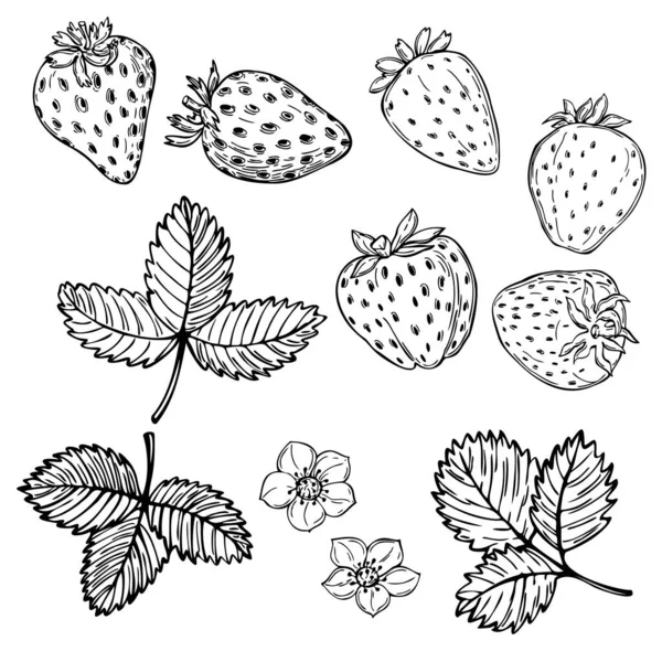 Morango Desenhado Mão Sobre Fundo Branco Frutas Flores Folhas Desenho — Vetor de Stock