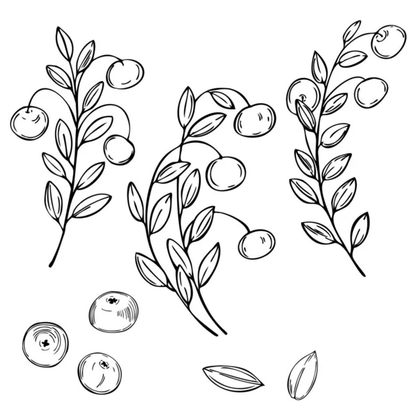 Met Hand Getekende Bosbes Cranberry Witte Achtergrond Vector Schets Illustratie — Stockvector
