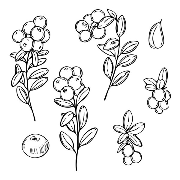 Hand drawn forest berry. Lingonberry. Cowberry. Vector sketch illustration