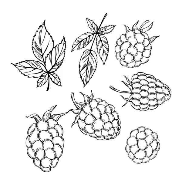 Handgezeichnete Waldbeeren Blackberry Vektorskizze Als Illustration — Stockvektor