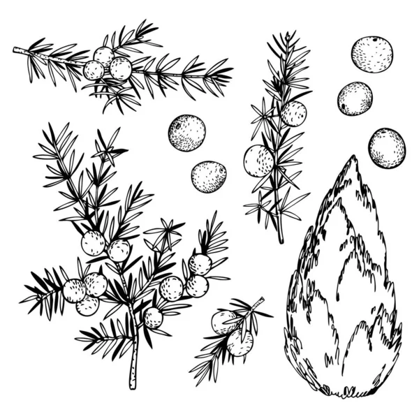 Handgezeichneter Wacholder Zweige Und Beeren Vektorskizze Als Illustration — Stockvektor
