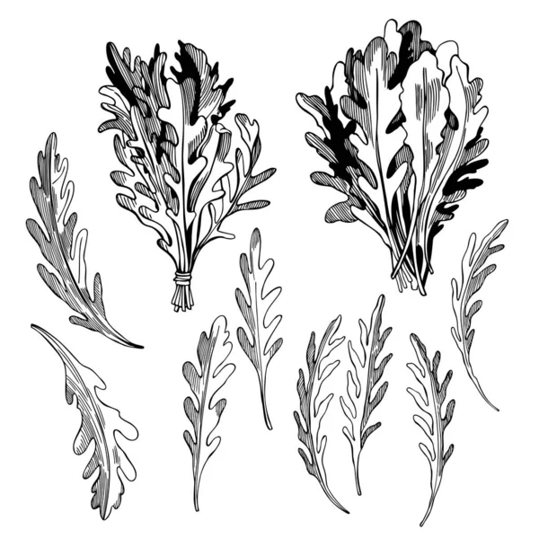 Hand Drawn Arugula Salad Rucola Leaves Vector Sketch Illustration — Stock Vector