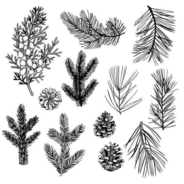 Hand Drawn Christmas Plants Set Coniferous Tree Branches Vector Sketch — Stock Vector