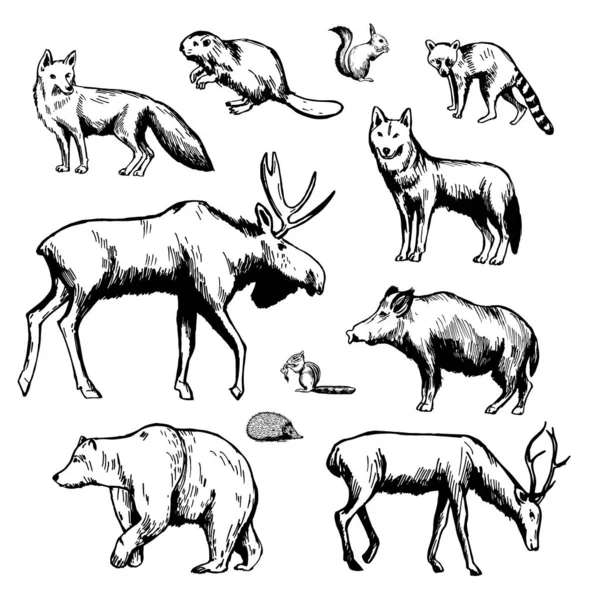 Animales Forestales Dibujados Mano Sobre Fondo Blanco Dibujo Vectorial Ilustración — Vector de stock