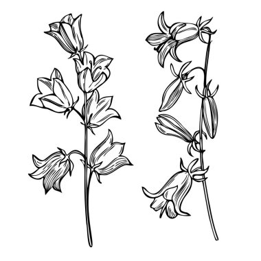 Beyaz arka planda el çizimi bahçe çiçekleri. Çan çiçekleri (Campanula). Vektör çizimi çizimi.