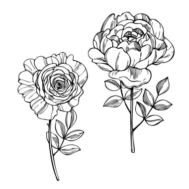 Beyaz arka planda el çizimi bahçe gülleri. Vektör çizimi çizimi.