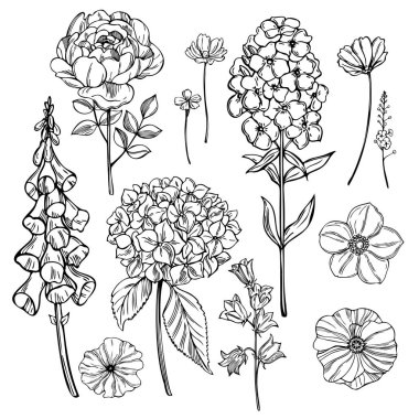Beyaz arka planda el çizimi bahçe çiçekleri. Vektör çizimi çizimi.