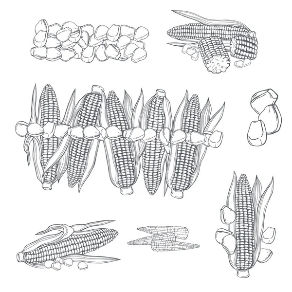 Кукурузный Набор Векторная Иллюстрация — стоковый вектор